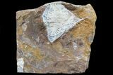 Fossil Ginkgo Leaf From North Dakota - Paleocene #80805-1